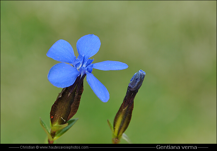 Gentiane printanière - Gentiana verna