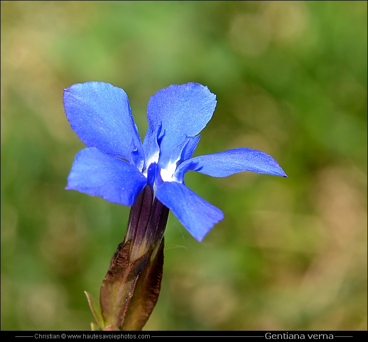 Gentiane printanière - Gentiana verna