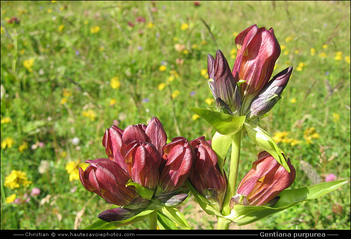 Gentiane pourpre - Gentiana purpurea