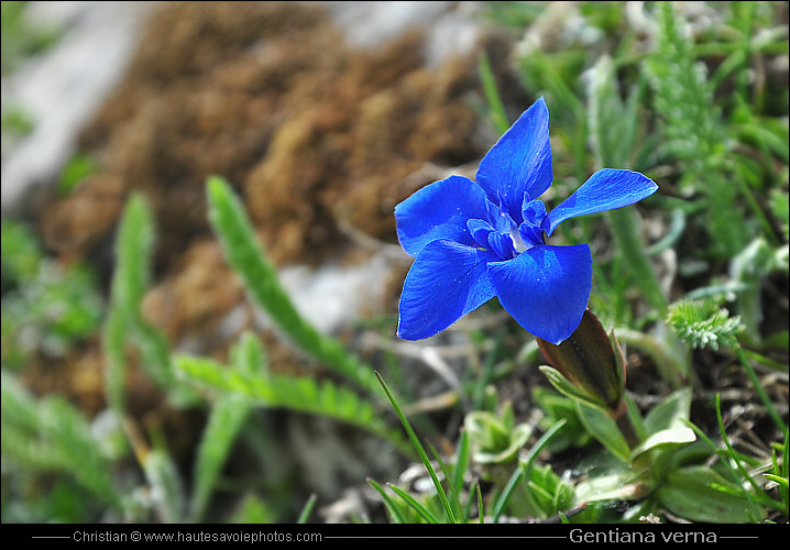 Gentiane printanière - Gentiana verna