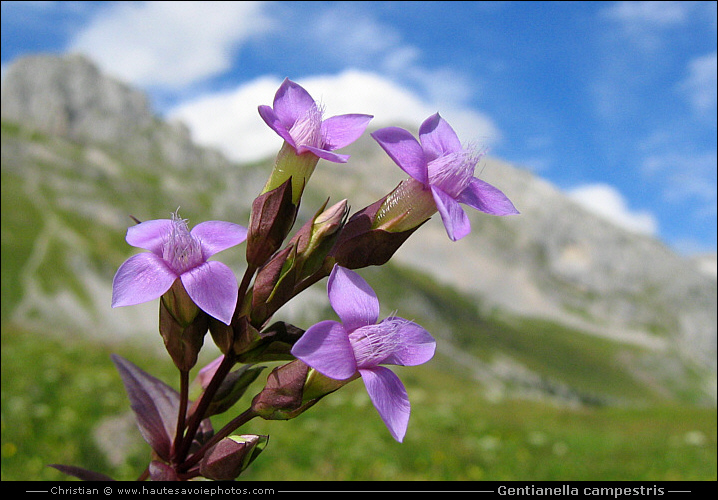 Gentiane champêtre - Gentianella campestris