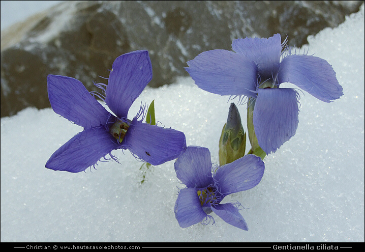 Gentiane ciliée - Gentianella ciliata