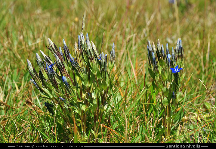 Gentiane des neiges - Gentiana nivalis