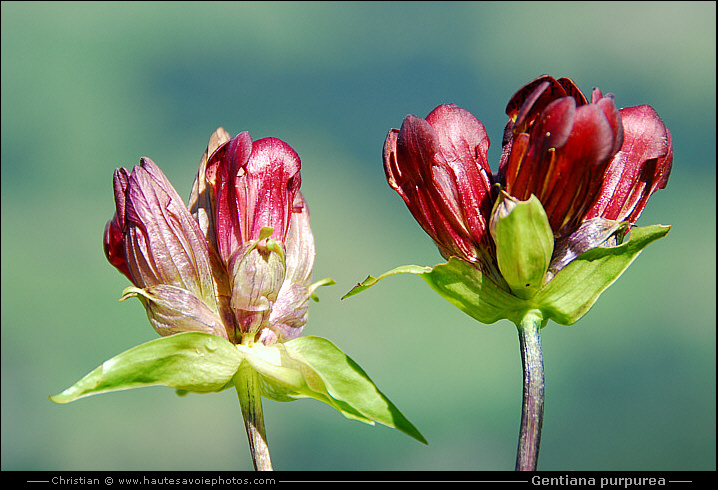 Gentiane pourpre - Gentiana purpurea