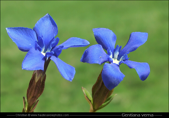 Gentiane printanière - Gentiana verna