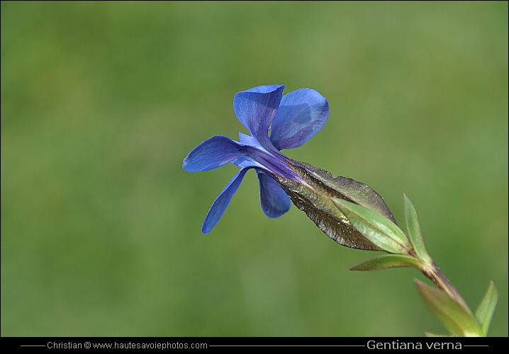 Gentiane printanière - Gentiana verna