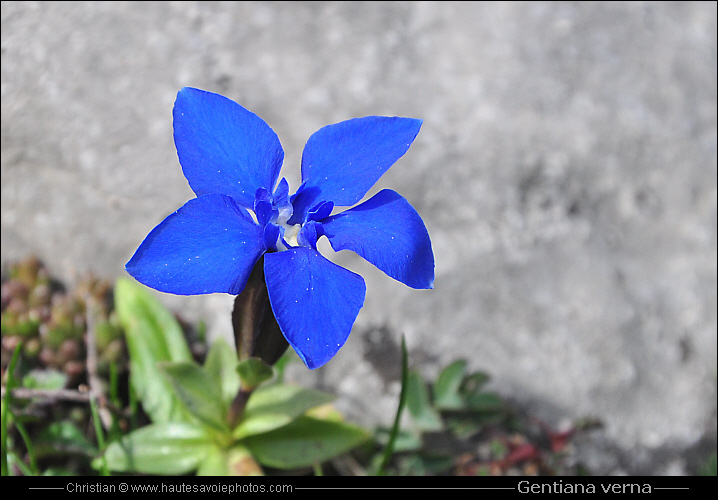 Gentiane printanière - Gentiana verna