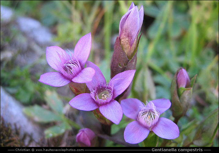 Gentiane champêtre - Gentianella campestris