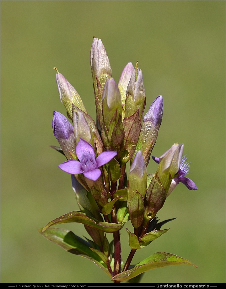 Gentiane champêtre - Gentianella campestris