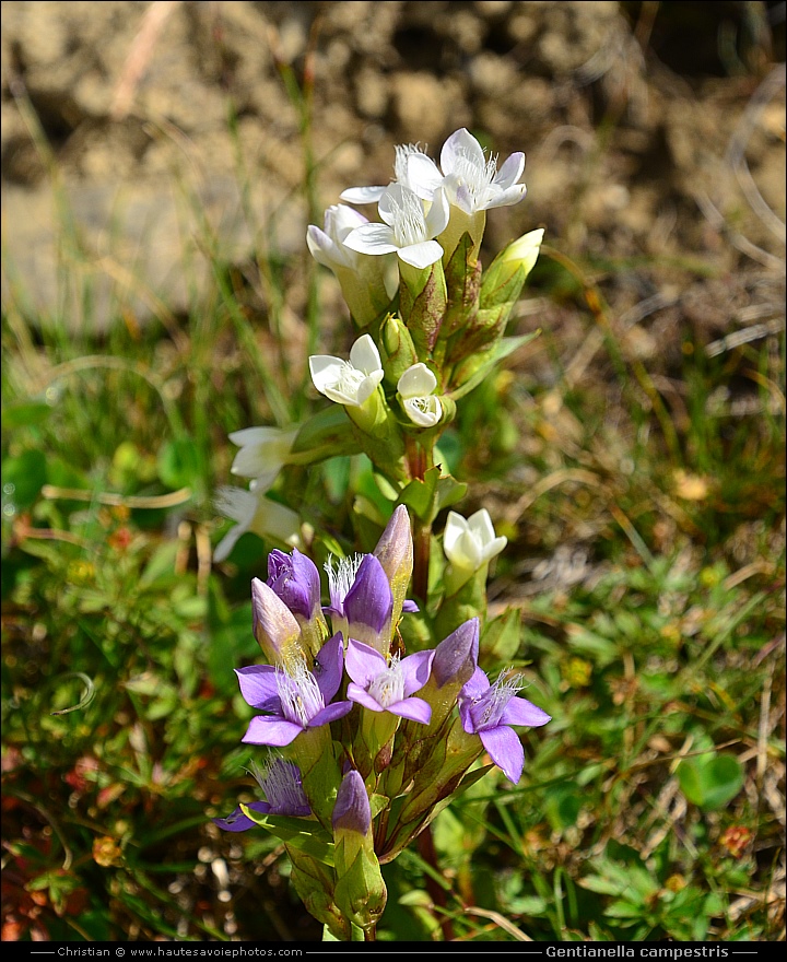 Gentiane champêtre - Gentianella campestris