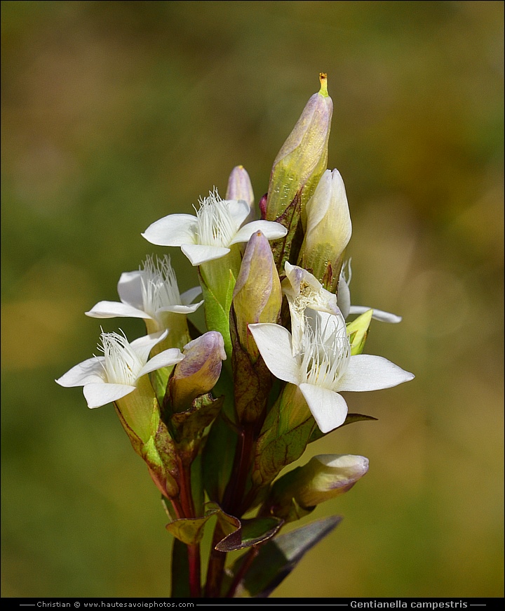 Gentiane champêtre - Gentianella campestris