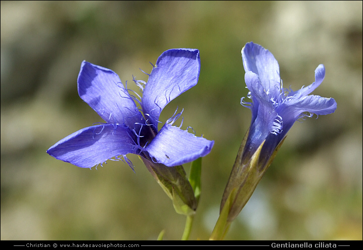 Gentiane ciliée - Gentianella ciliata