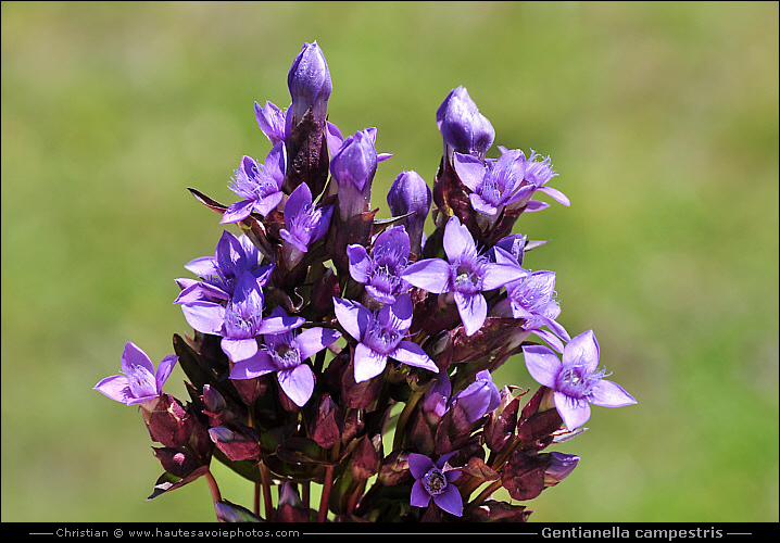 Gentiane champêtre - Gentianella campestris