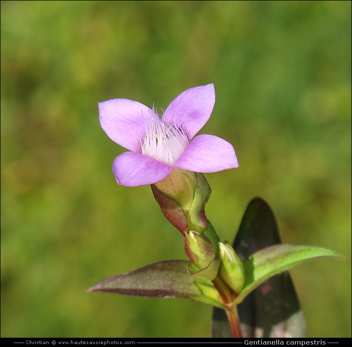 Gentiane champêtre - Gentianella campestris