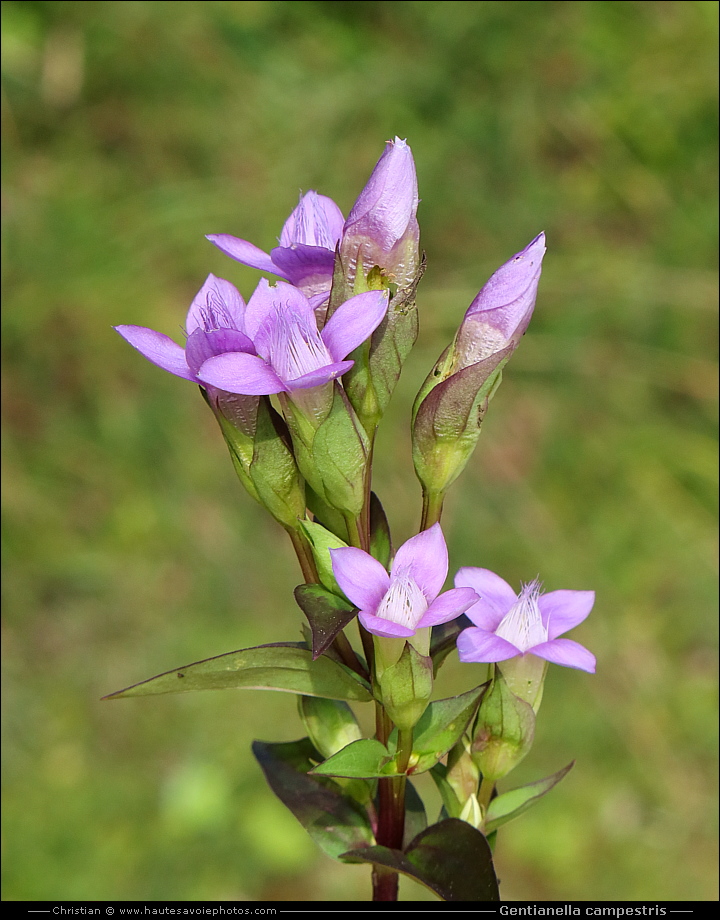 Gentiane champêtre - Gentianella campestris