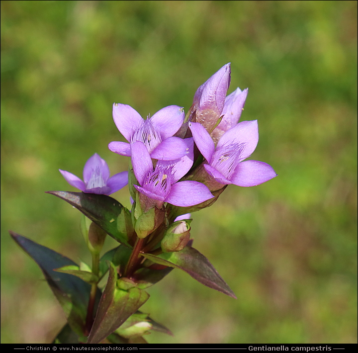 Gentiane champêtre - Gentianella campestris