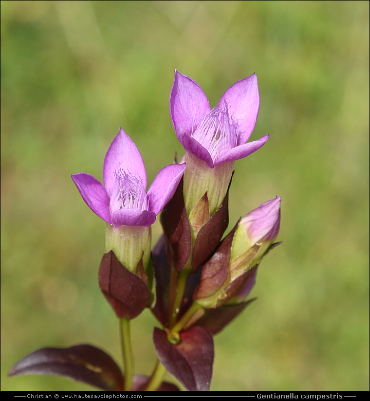 Gentiane champêtre - Gentianella campestris