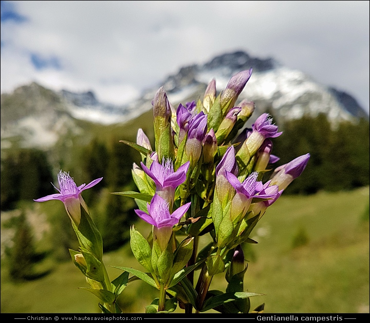 Gentiane champêtre - Gentianella campestris