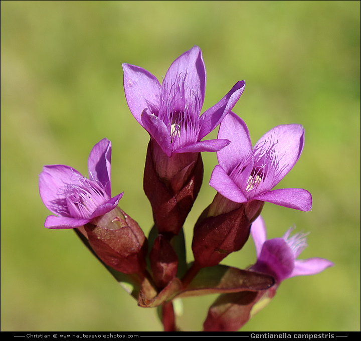 Gentiane champêtre - Gentianella campestris