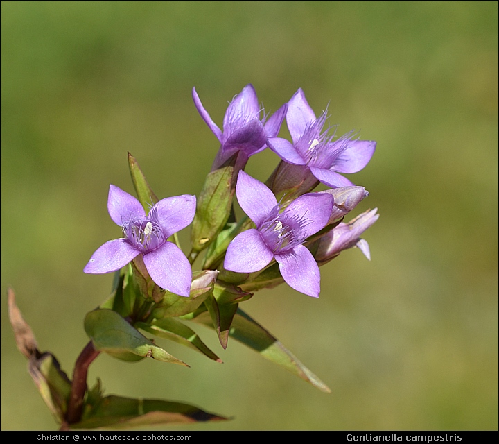 Gentiane champêtre - Gentianella campestris