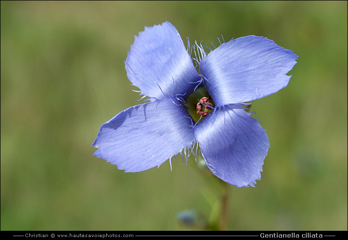 Gentiane ciliée - Gentianella ciliata