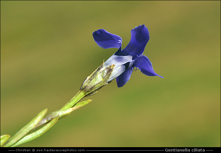 Gentiane ciliée - Gentianella ciliata