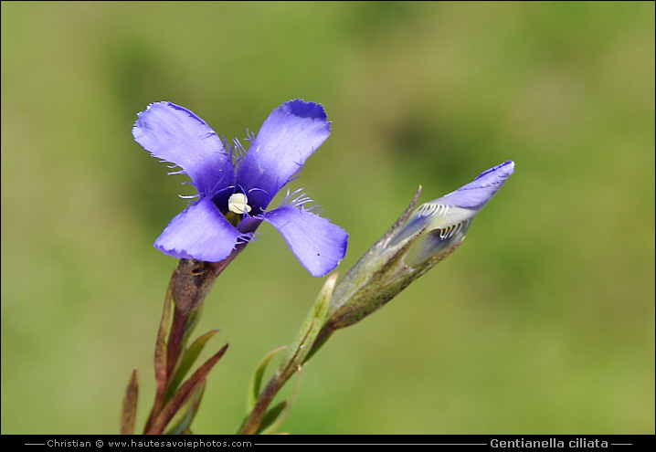 Gentiane ciliée - Gentianella ciliata