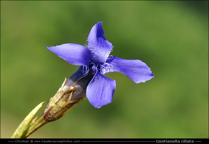 Gentiane ciliée - Gentianella ciliata