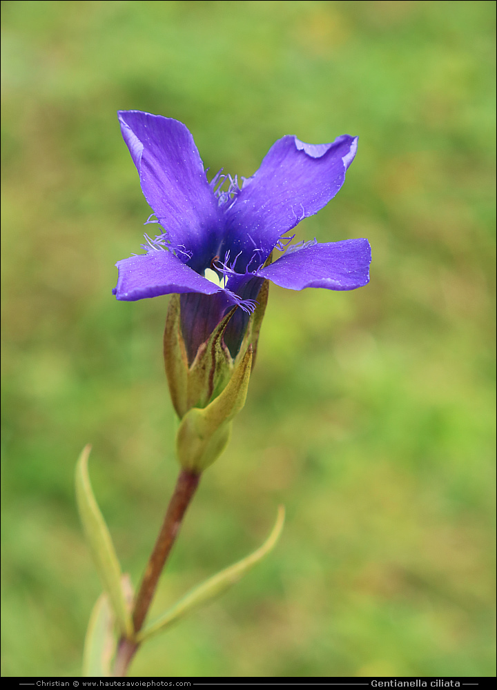 Gentiane ciliée - Gentianella ciliata