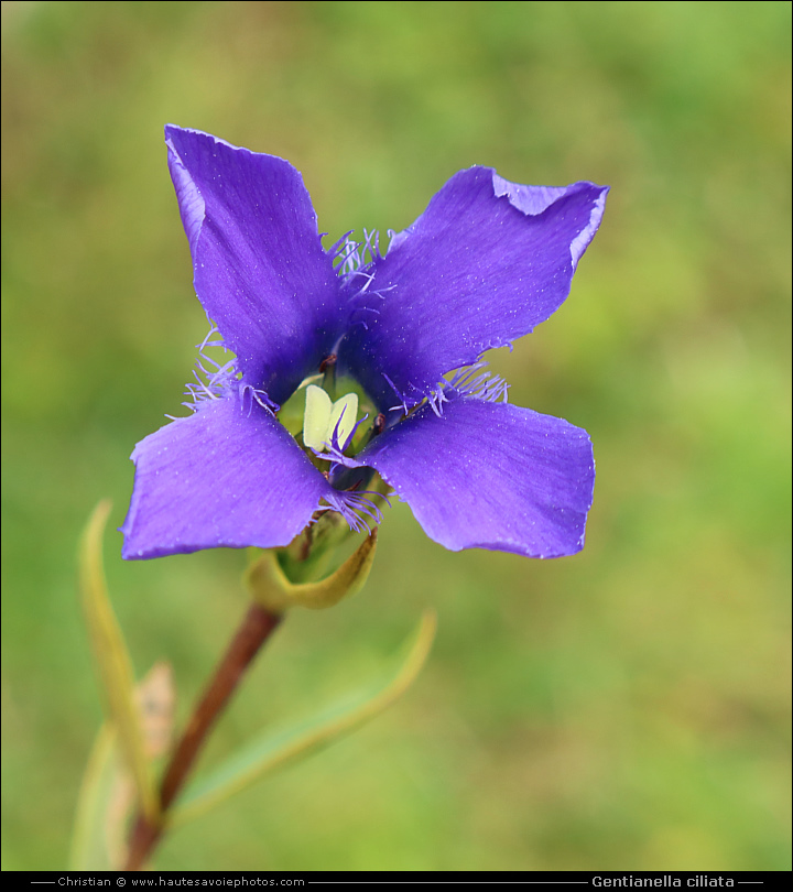 Gentiane ciliée - Gentianella ciliata