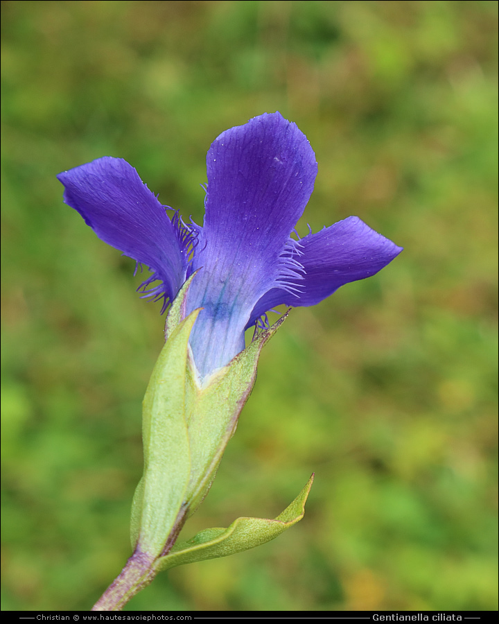 Gentiane ciliée - Gentianella ciliata