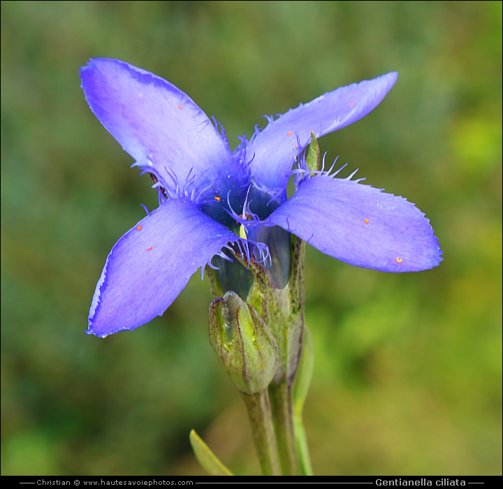 Gentiane ciliée - Gentianella ciliata