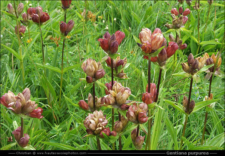 Gentiane pourpre - Gentiana purpurea