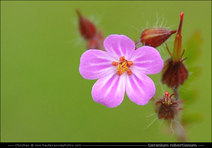 Géranium herbe à Robert - Geranium robertianum