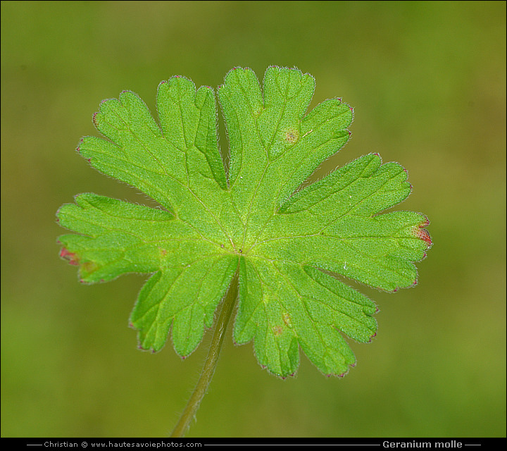 feuille de Géranium mou - Geranium molle