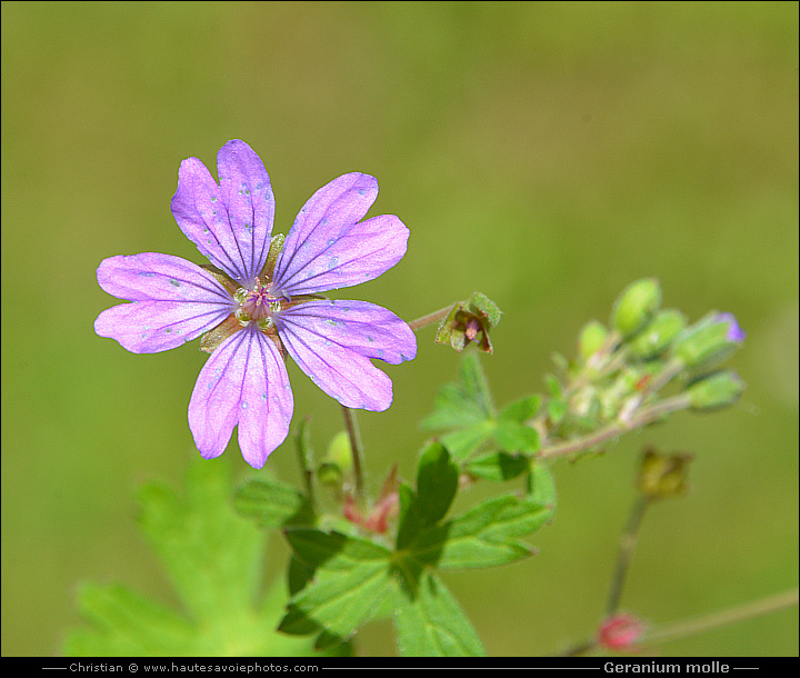 Géranium mou - Geranium molle