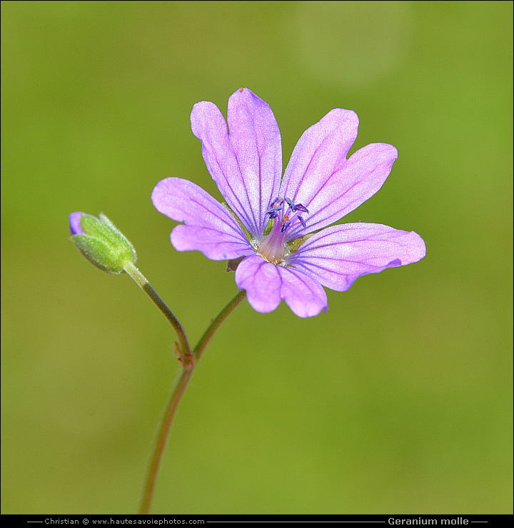 Géranium mou - Geranium molle