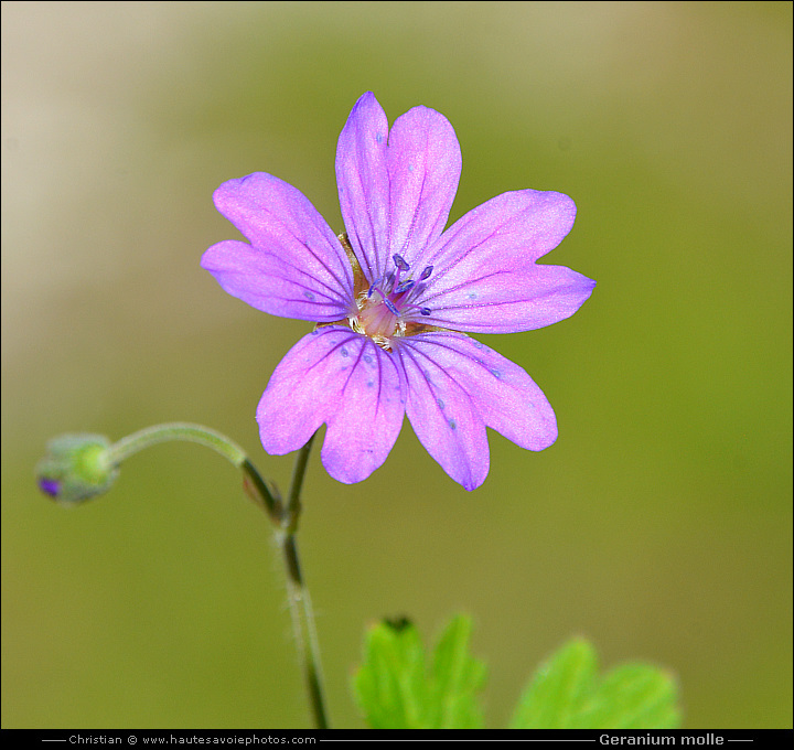 Géranium mou - Geranium molle