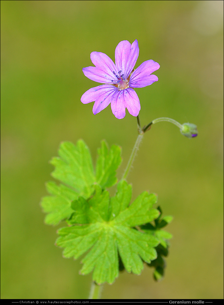 Géranium mou - Geranium molle