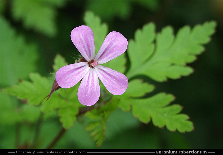 Géranium herbe à Robert - Geranium robertianum