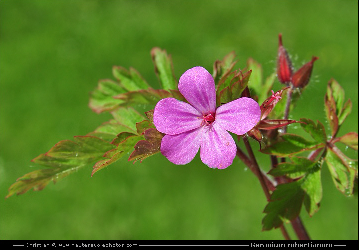 Géranium herbe à Robert - Geranium robertianum