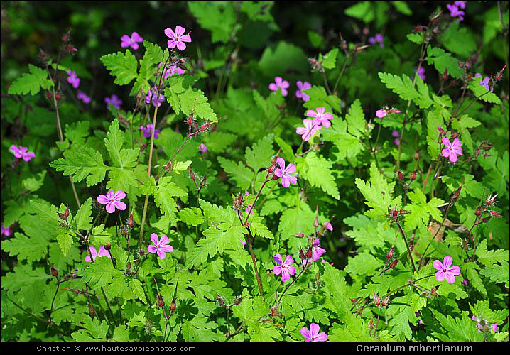 Géranium herbe à Robert - Geranium robertianum