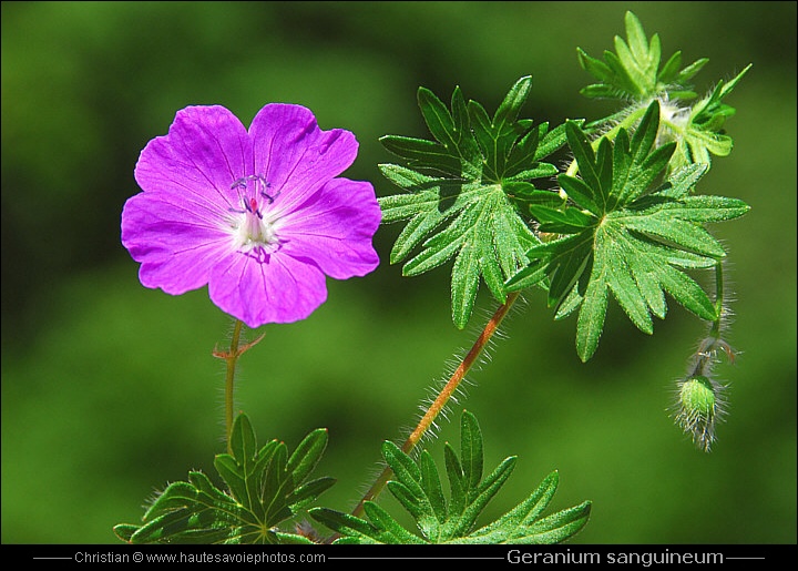 Géranium sanguin - Geranium sanguineum