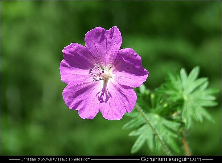 Géranium sanguin - Geranium sanguineum