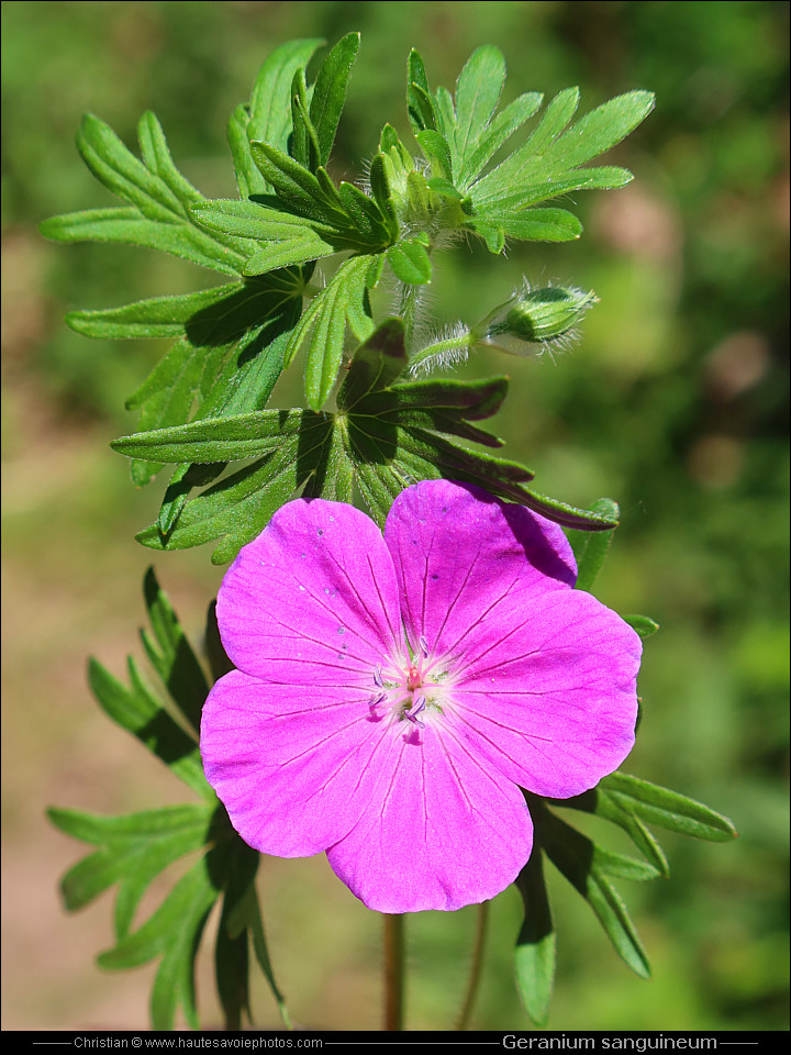 Géranium sanguin - Geranium sanguineum