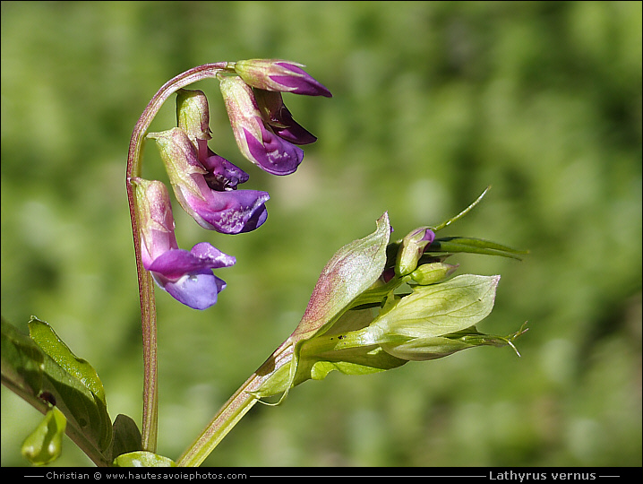 Gesse du printemps - Lathyrus vernus