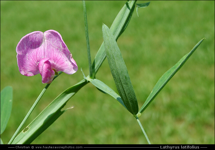 Gesse à larges feuilles - Lathyrus latifolius