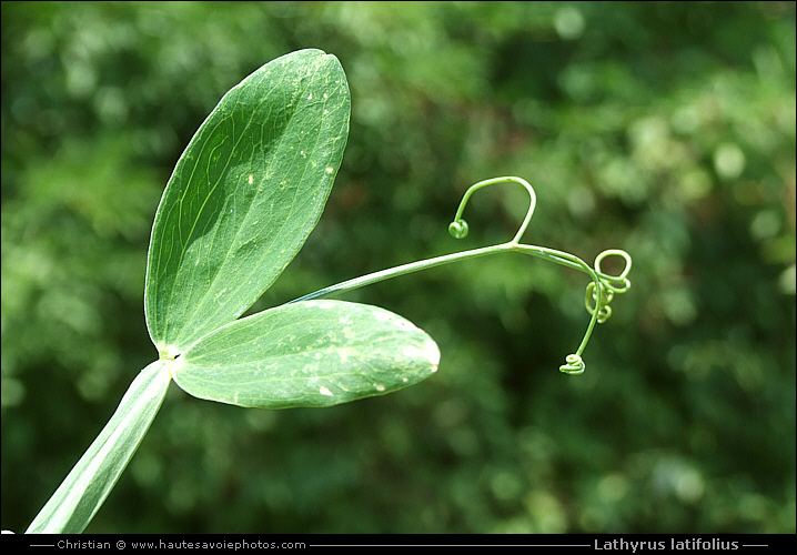 Gesse à larges feuilles - Lathyrus latifolius