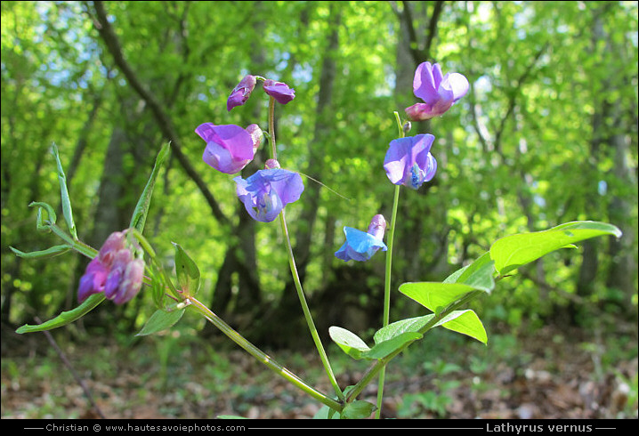 Gesse du printemps - Lathyrus vernus