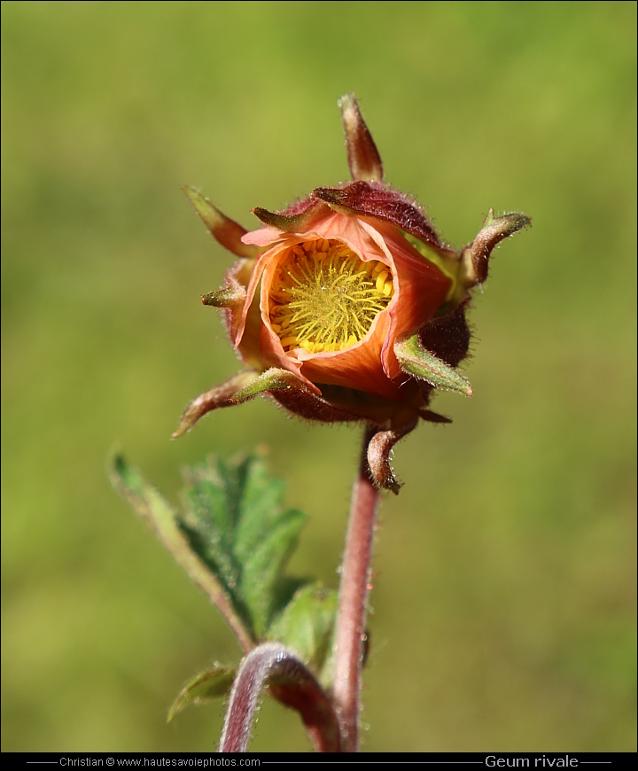 Benoite des ruisseaux - Geum rivale